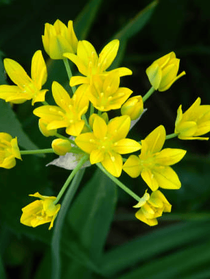 Bulbo Allium Moly 5+