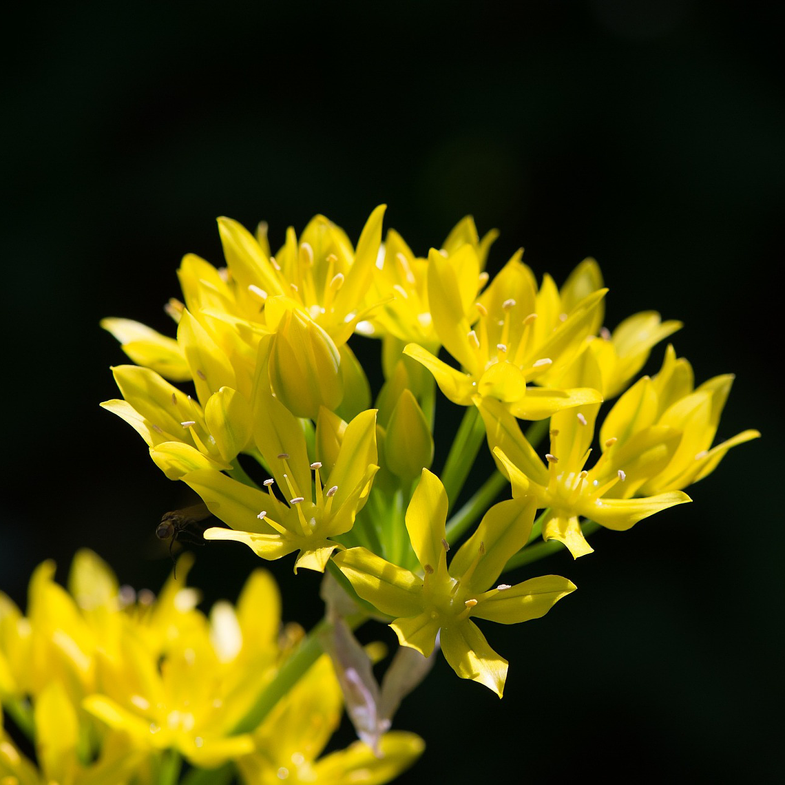 Bulbo Allium Moly 5+ 1