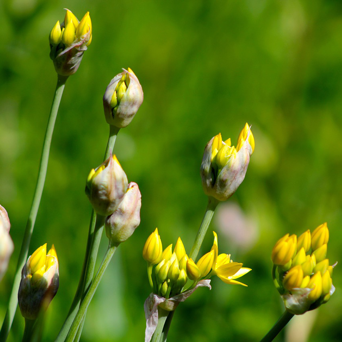 Bulbo Allium Moly 5+ 5