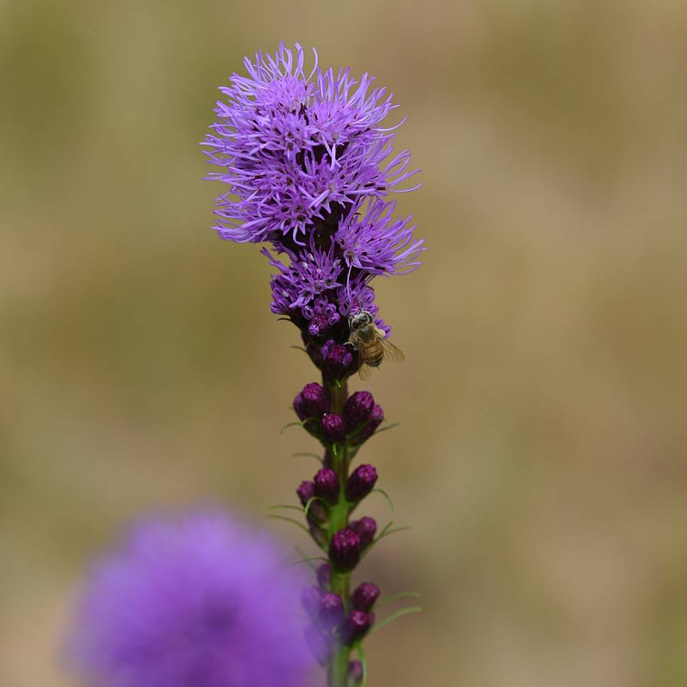 Liatris 5