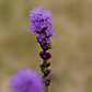 Liatris - Miniatura 5