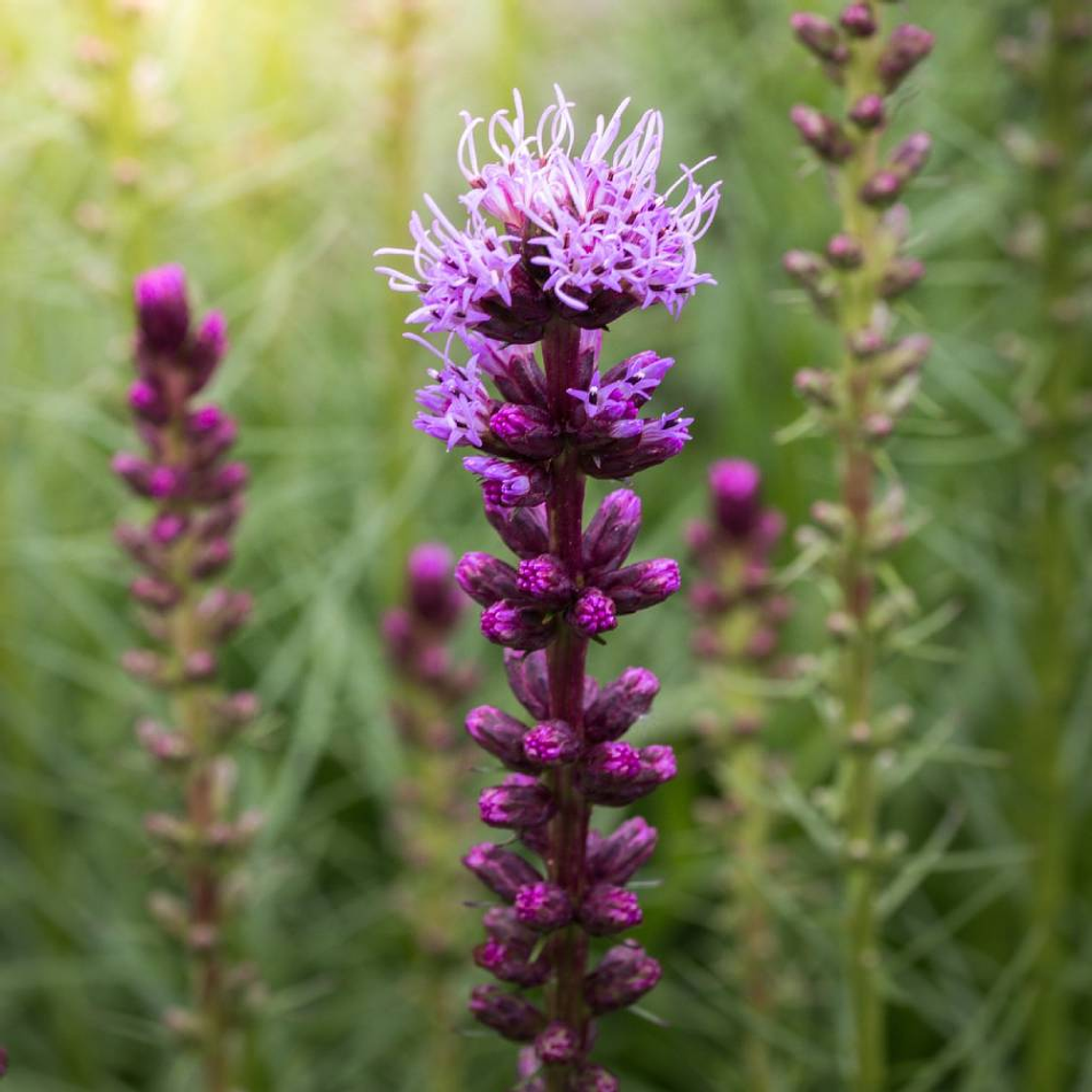 Liatris 7