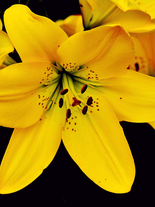 Bulbos de Lilium asiático sencillo
