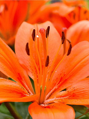 Bulbos de Lilium asiático sencillo