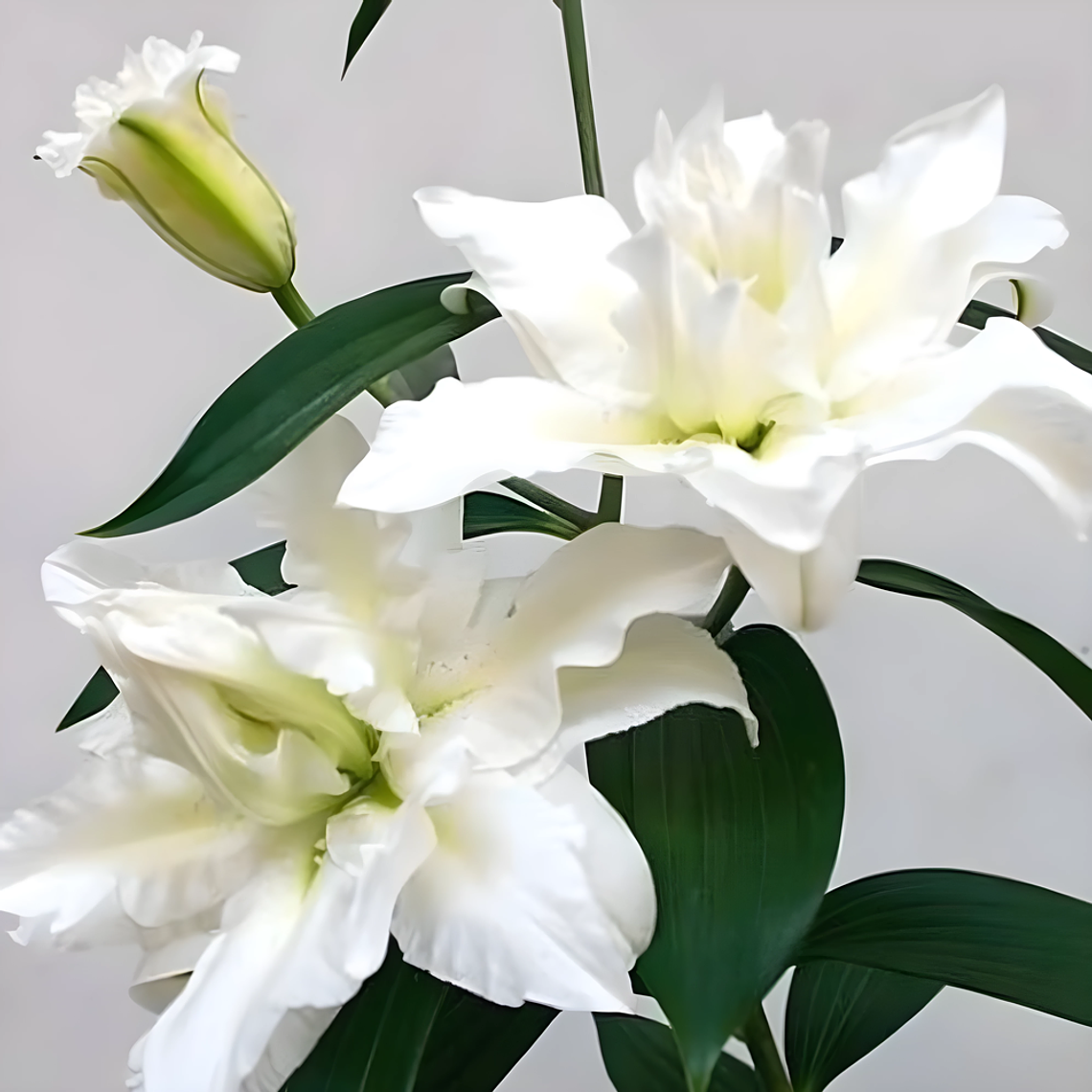 Lilium Doble Oriental 1