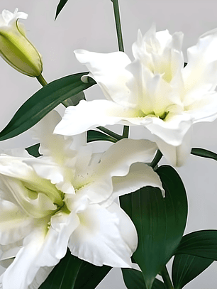 Lilium Doble Oriental