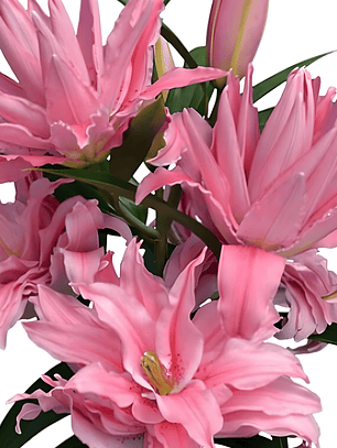 Lilium Doble Oriental