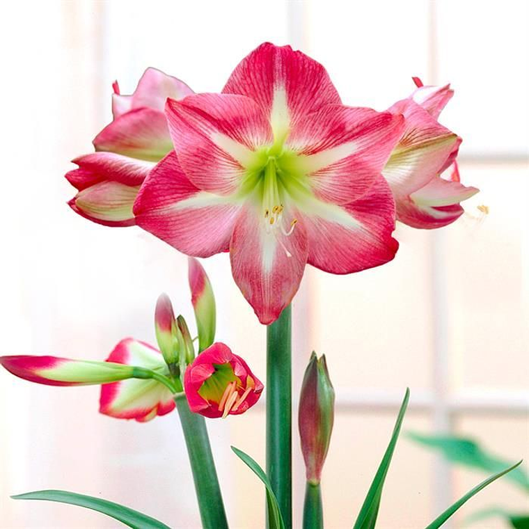Bulbo Amaryllis Exposure 24/26 1