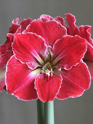 Bulbo Amaryllis Magical Touch 22/24