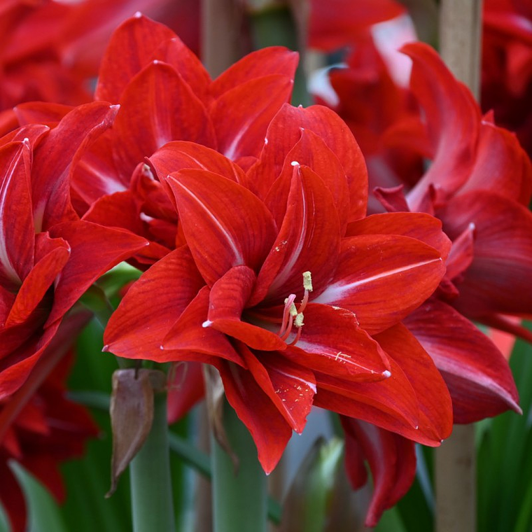 Bulbo Amaryllis Double Delicious 26/28 1