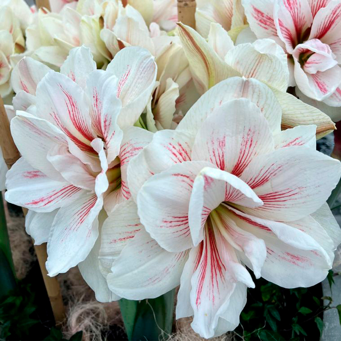 Bulbo Amaryllis Aquaro 22/24 1