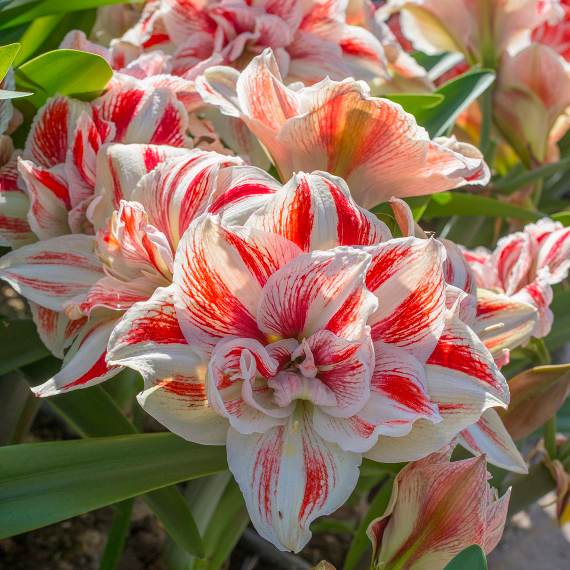 Bulbo Amaryllis Bryght Nymph 26/28 1