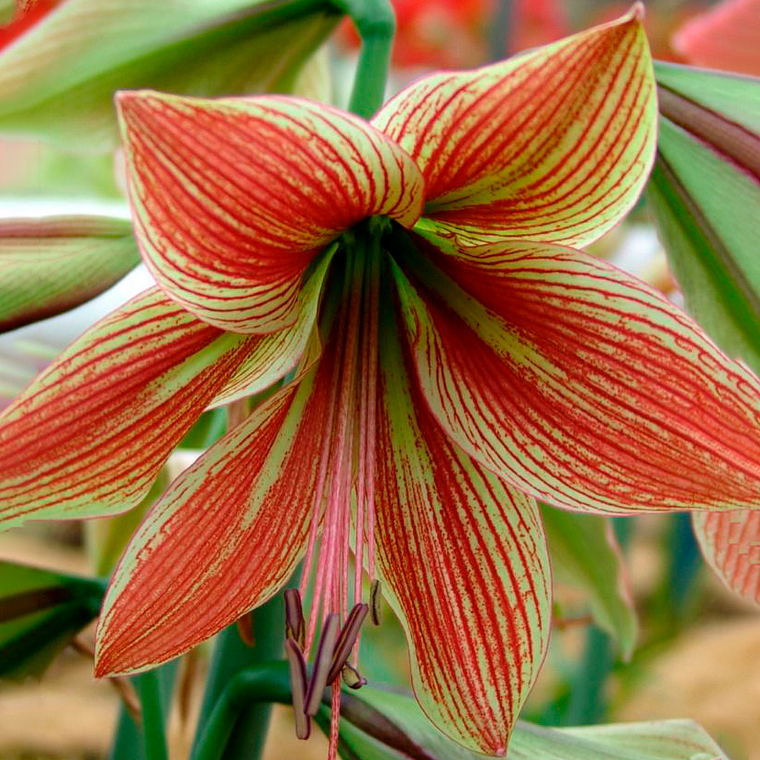 Bulbo Amaryllis Exotic Star 22/24 1