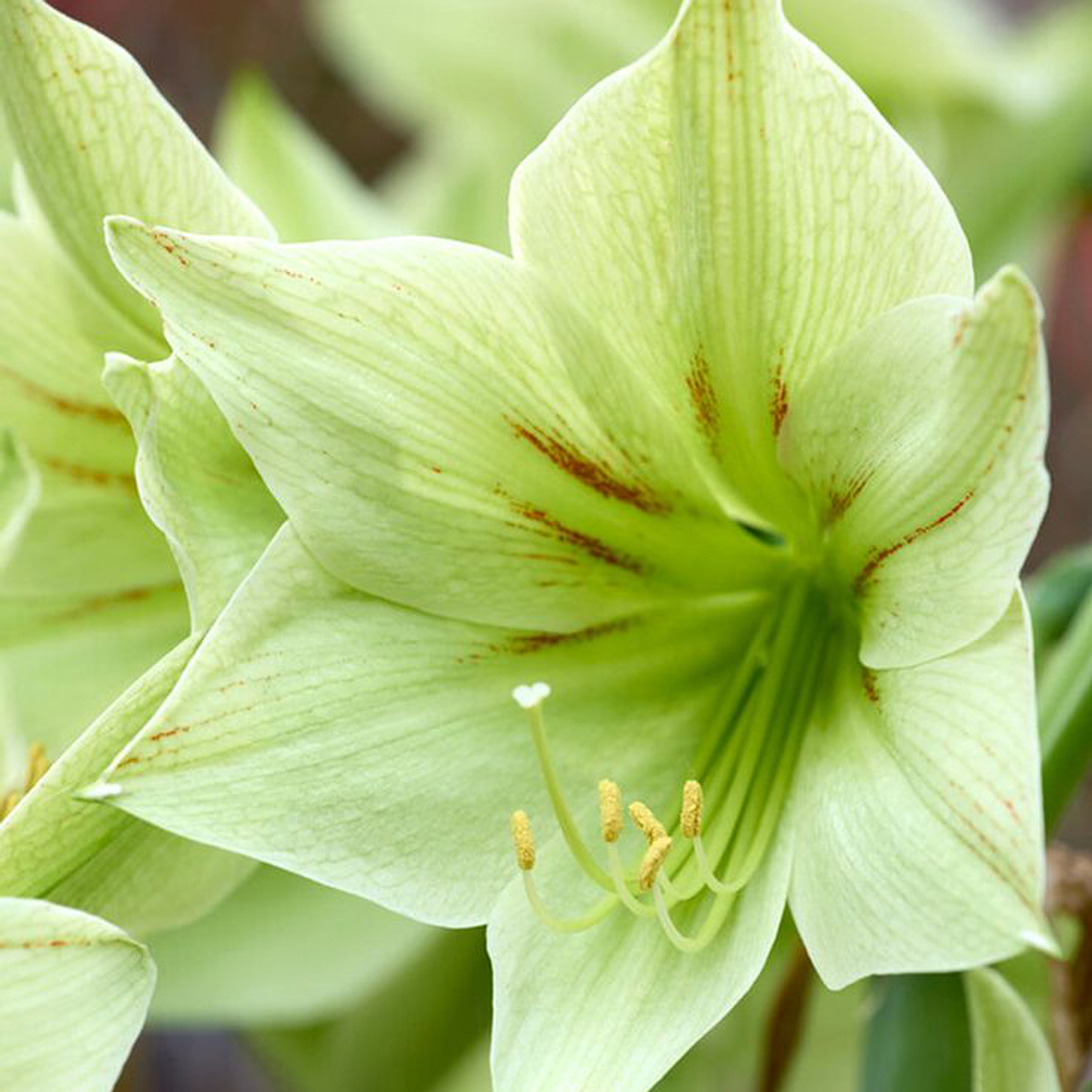 Bulbo Amaryllis Green Valley 24/26 1
