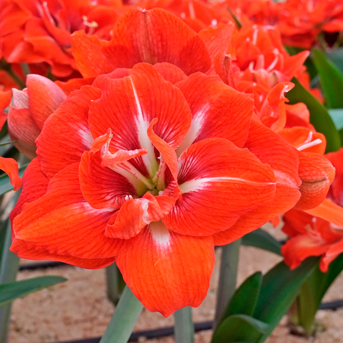 Bulbo Amaryllis Happy Grandise 24/26 1