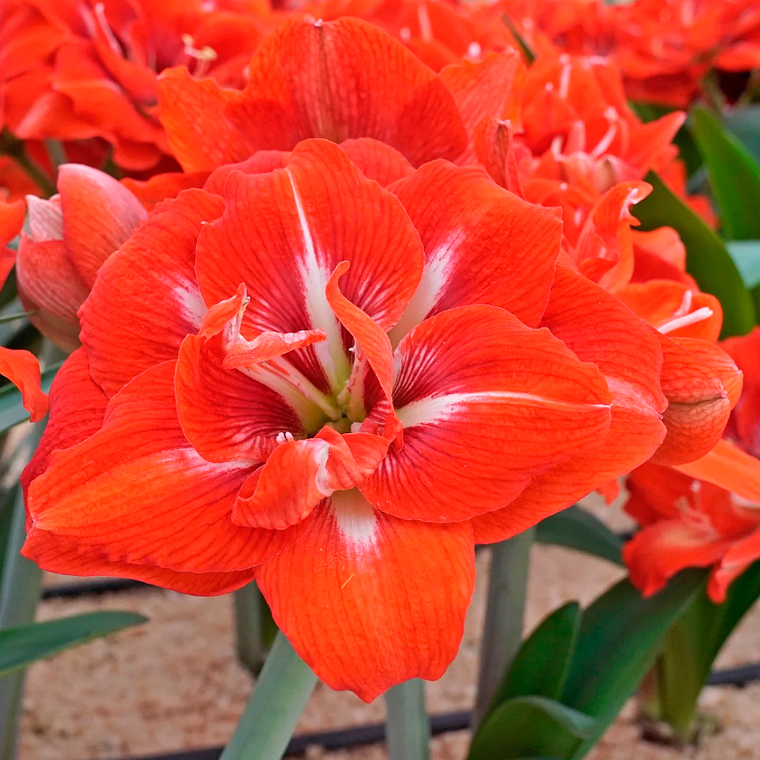 Bulbo Amaryllis Happy Grandise 24/26 1