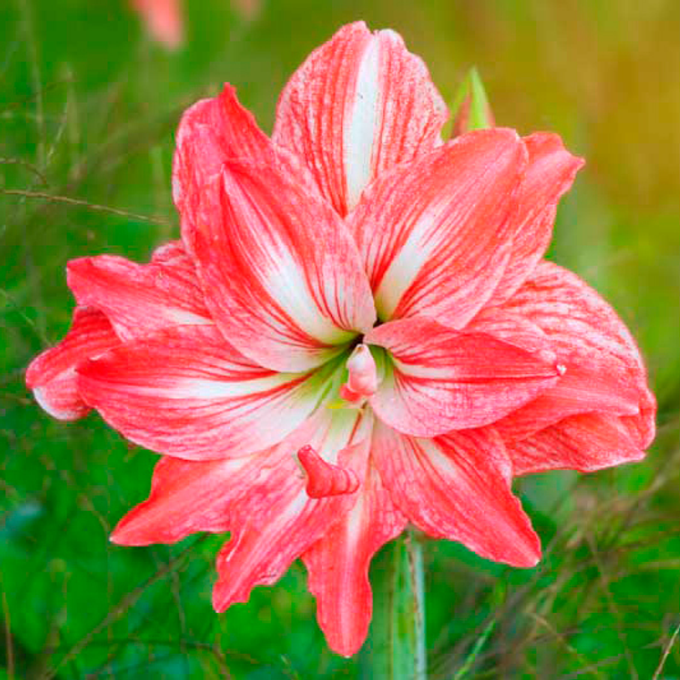 Bulbo Amaryllis Lady Jane 22/24 1