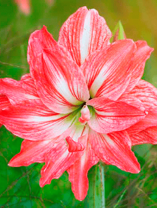 Bulbo Amaryllis Lady Jane 22/24