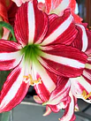 Amaryllis