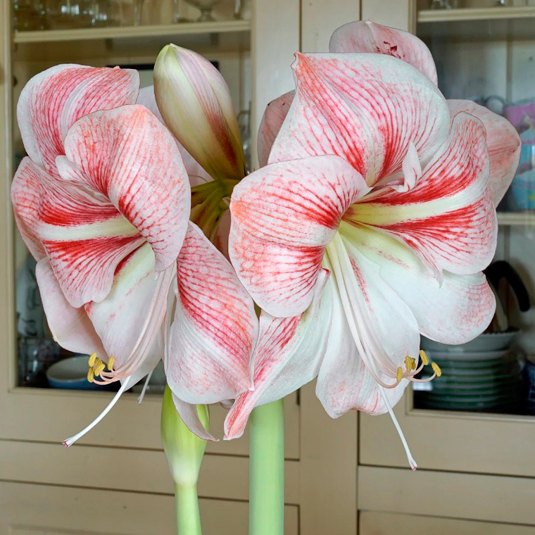 Bulbo Amaryllis Strong King 22/24 1