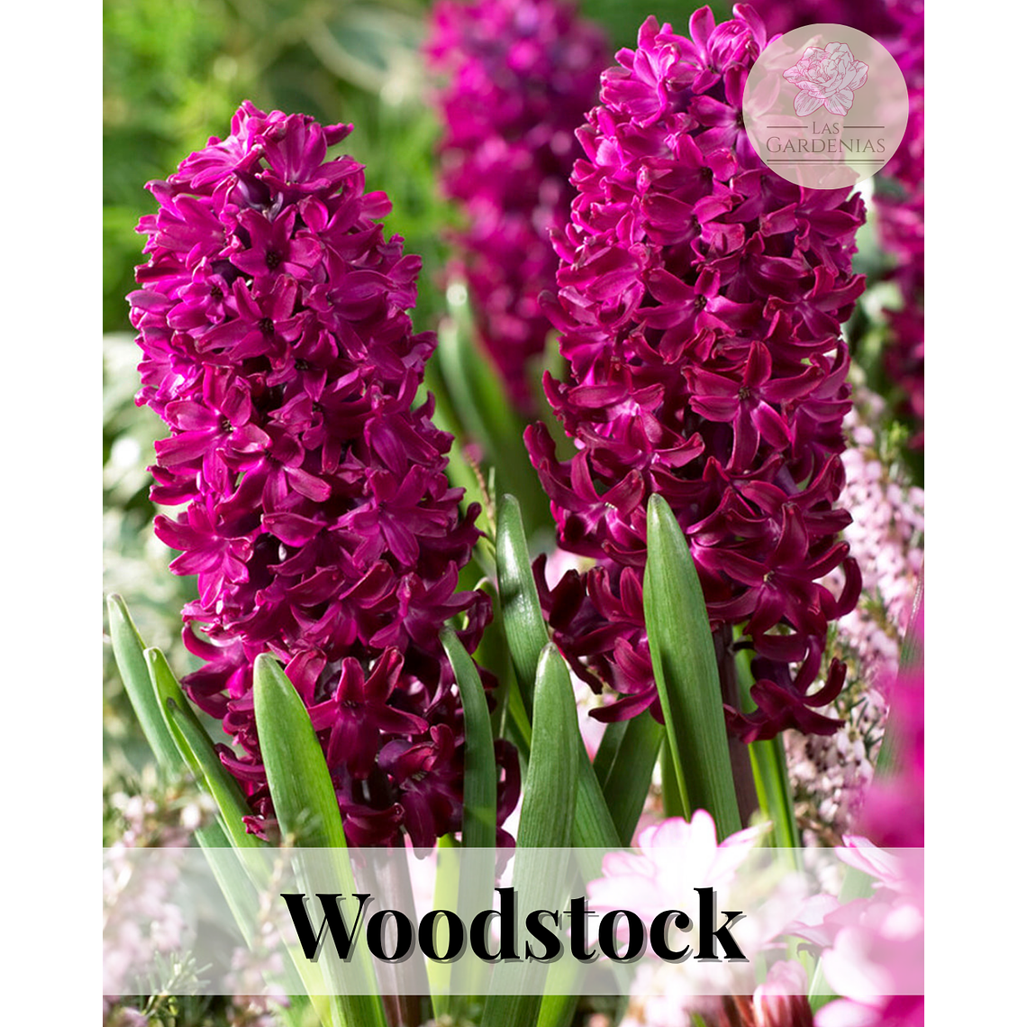 Bulbo Jacinto Woodstock 12/15 1