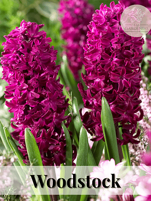 Bulbo Jacinto Woodstock 15/17