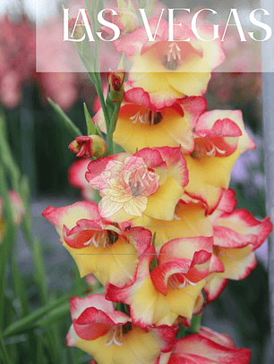 Gladiolillo Las Vegas