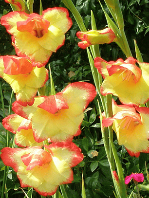 Gladiolillo Las Vegas