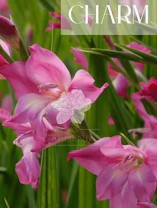 Gladiolillo Charm