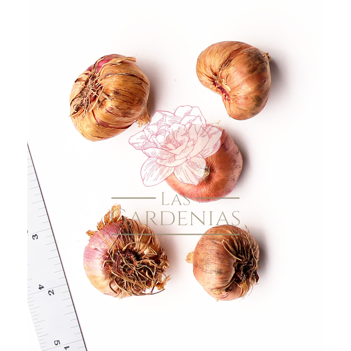 Cormo Gladiolo Nanus Charm 10/12 2