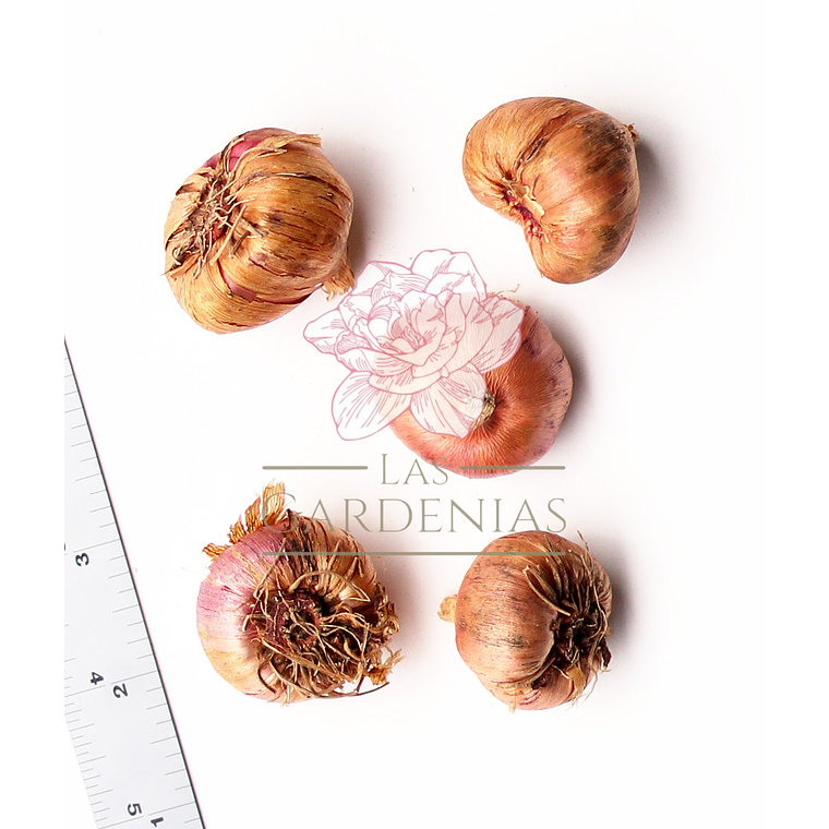 Cormo Gladiolo Nanus Charm 10/12 2