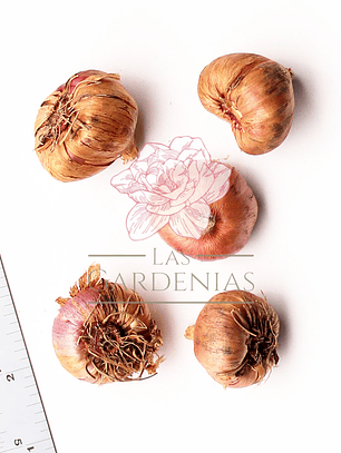 Cormo Gladiolo Nanus Charm 10/12