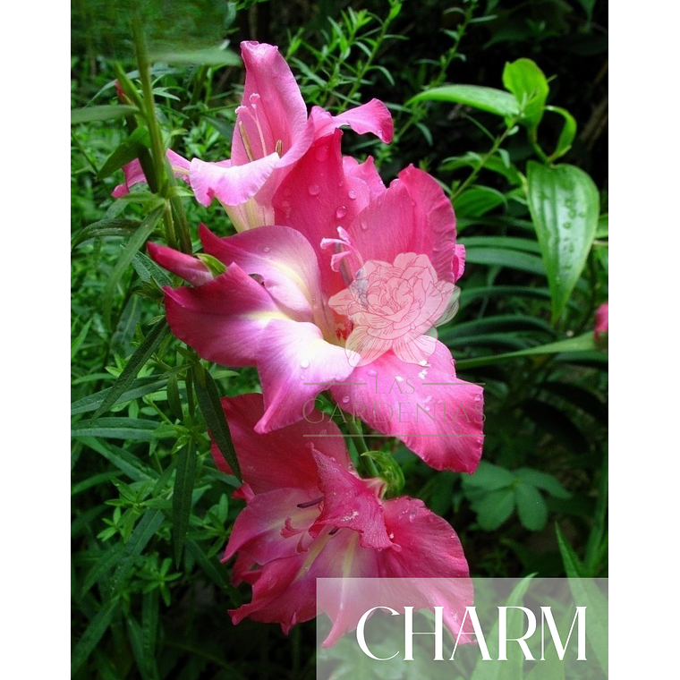 Cormo Gladiolo Nanus Charm 10/12 3