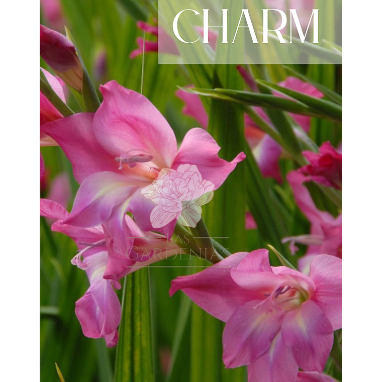 Cormo Gladiolo Nanus Charm 10/12 1