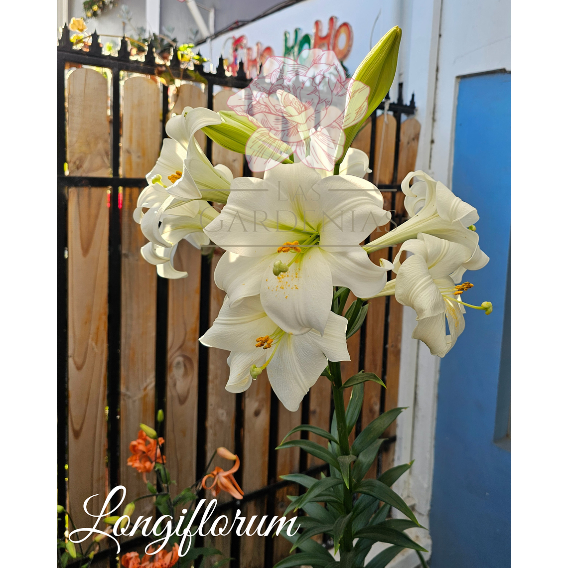 Lilium Longiflorum 1