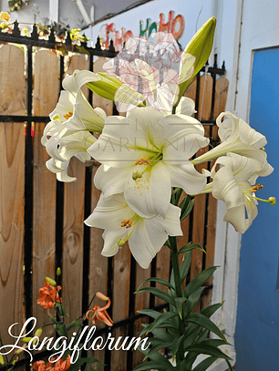 Lilium Longiflorum