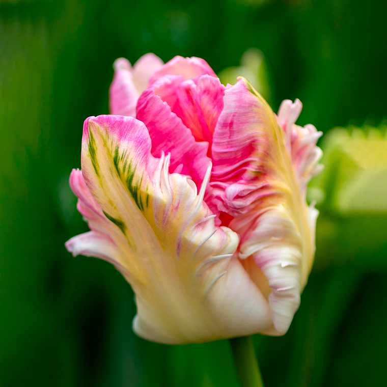 Bulbo Tulipan Cabanna 12 + 1