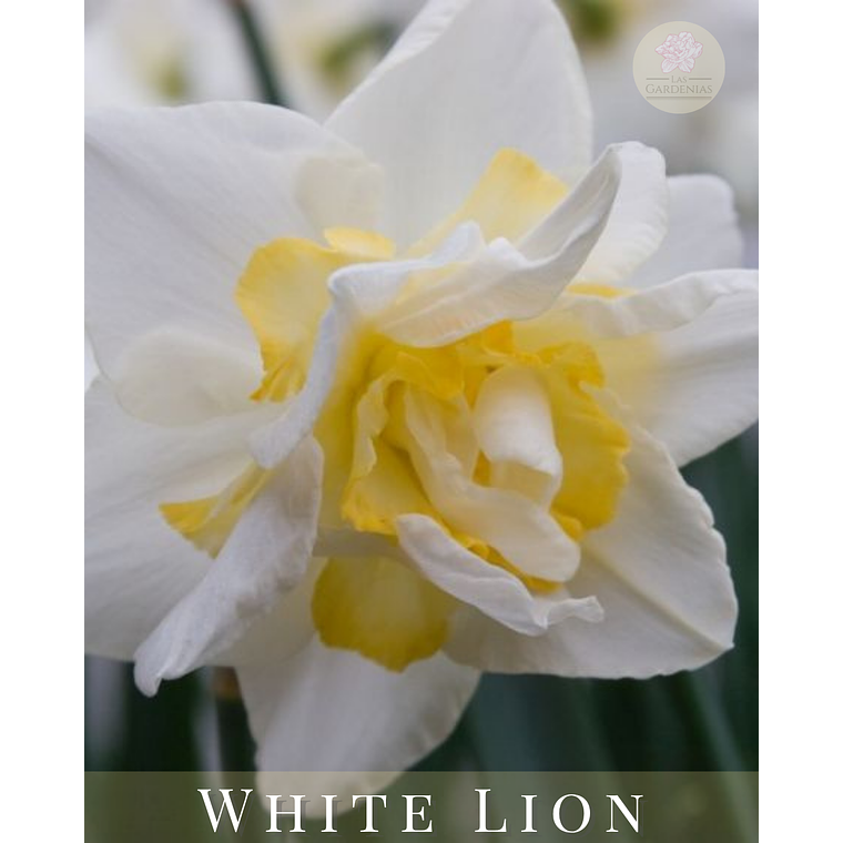 Narciso White Lion 3