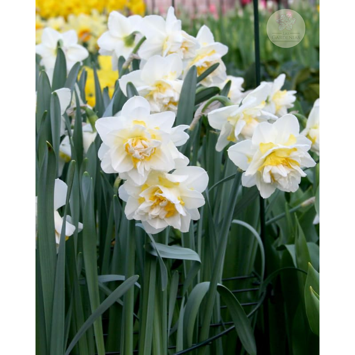 Narciso White Lion 5