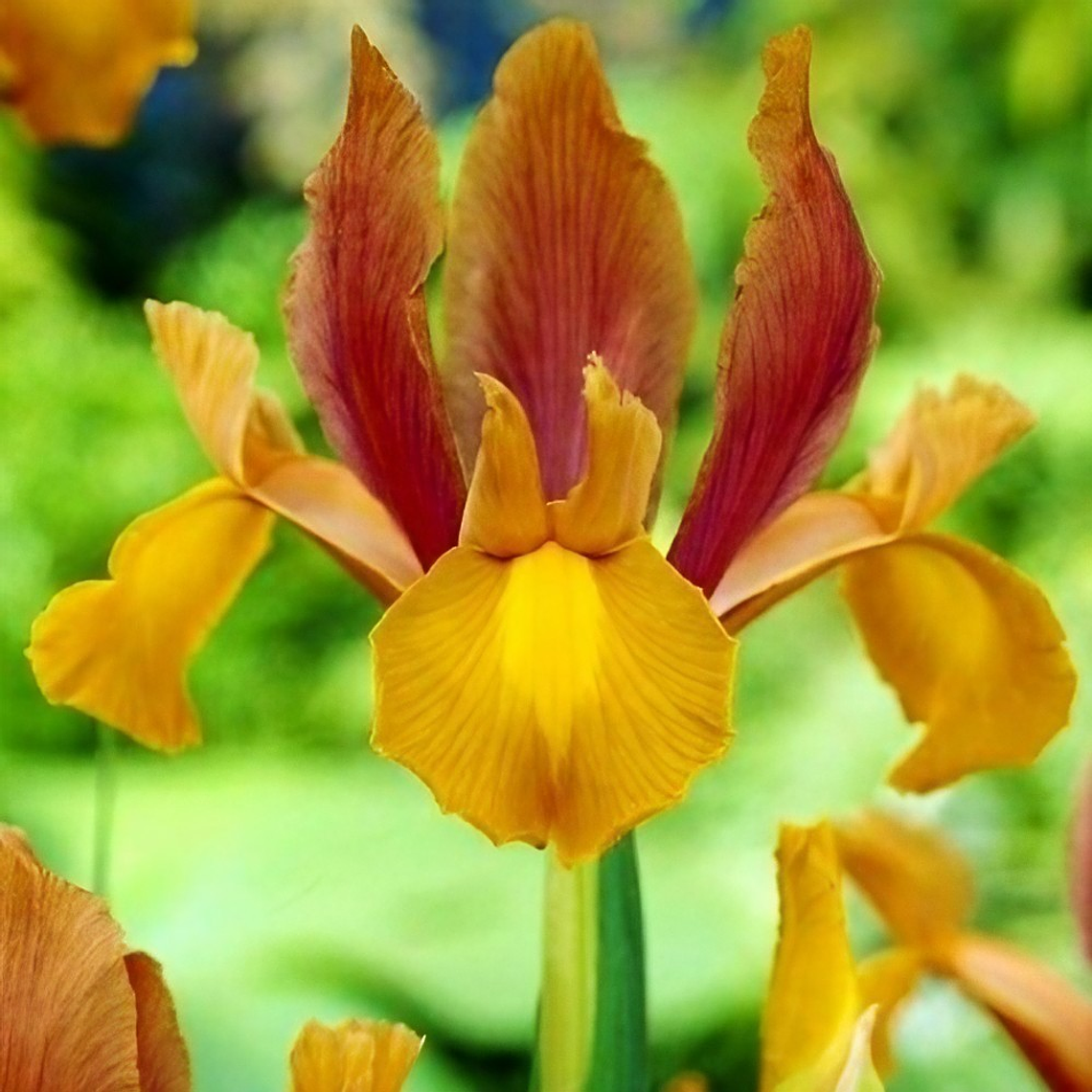 Bulbo Iris Holandico Autumn Princess 6/7 1