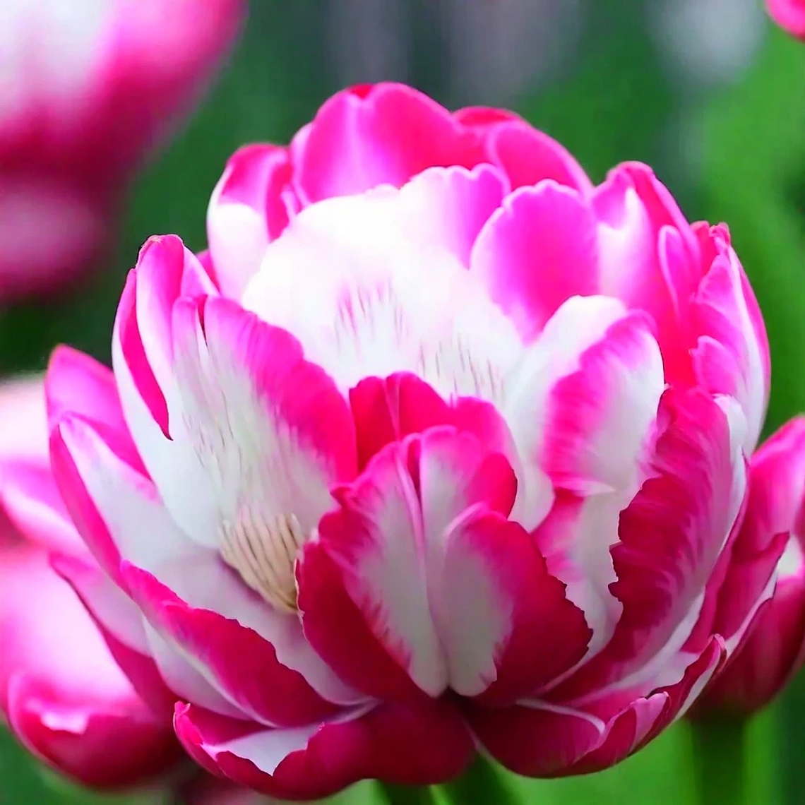 Bulbo Tulipan Columbus 12+ 1