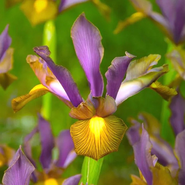 Bulbo Iris Holandico Lion King 6/7 1