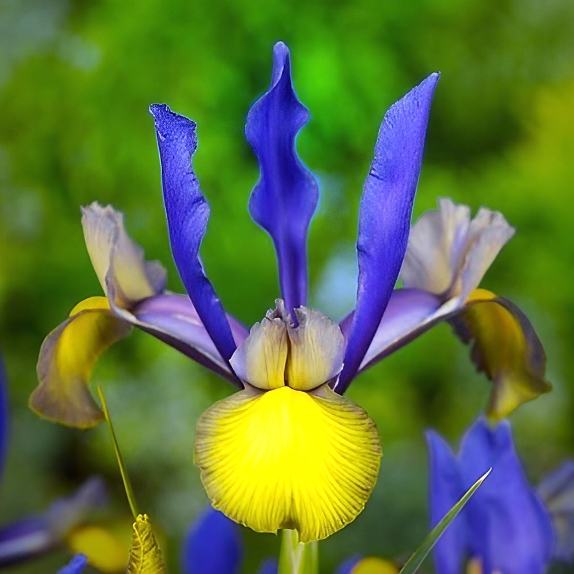 Bulbo Iris Holandico Miss Saigon 7/8 1