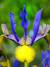 Iris Holándicos