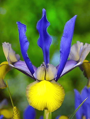 Bulbo Iris Holandico Miss Saigon 7/8