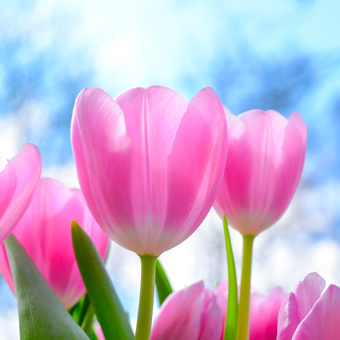 Bulbo Tulipan Dynasty 12 + 1