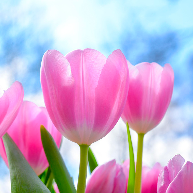 Bulbo Tulipan Dynasty 12 + 1