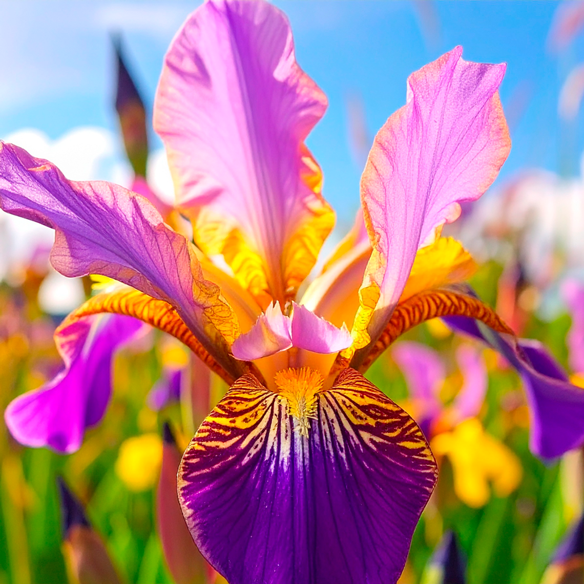 Bulbo Iris Holandico Picasso 7/8 1