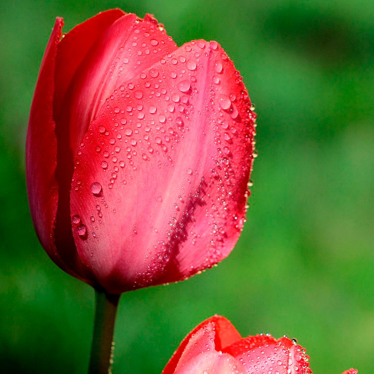 Bulbo Tulipan Icoon 12 + 1