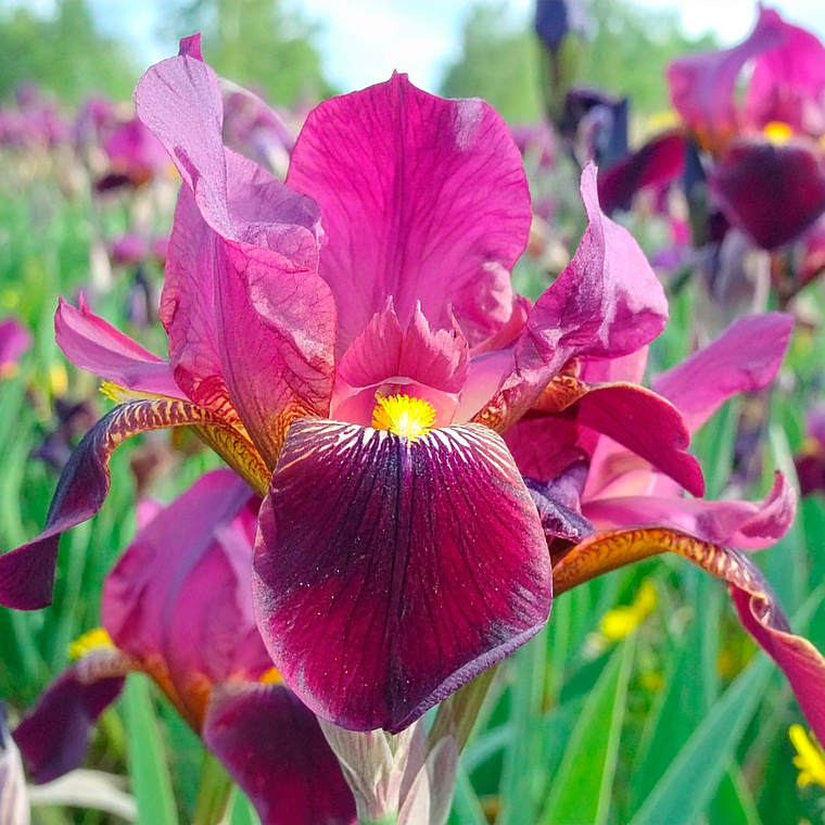 Bulbo Iris Holandico Red Ember 6/7 1